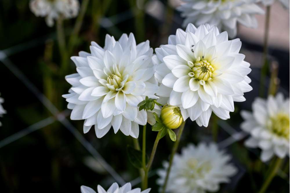 Dahlia 'Karma Maarten Zwaan'